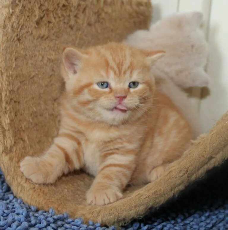 Котенок британец фото 1 месяц рыжий Шотландские малыши: 1 800 грн. - Коти Донецьк на Olx