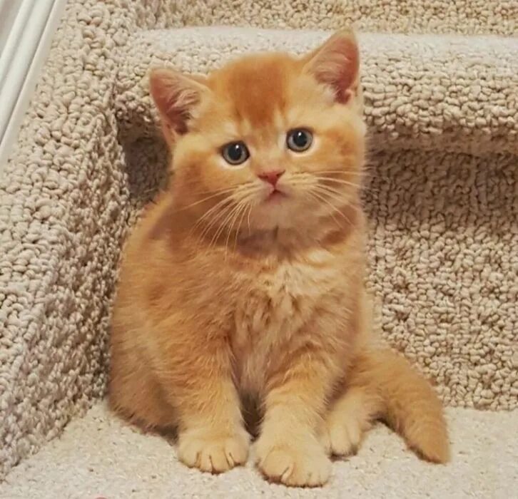 Котенок британец фото 1 месяц рыжий кошки британские - Кошки в Усть-Каменогорск - OLX.kz