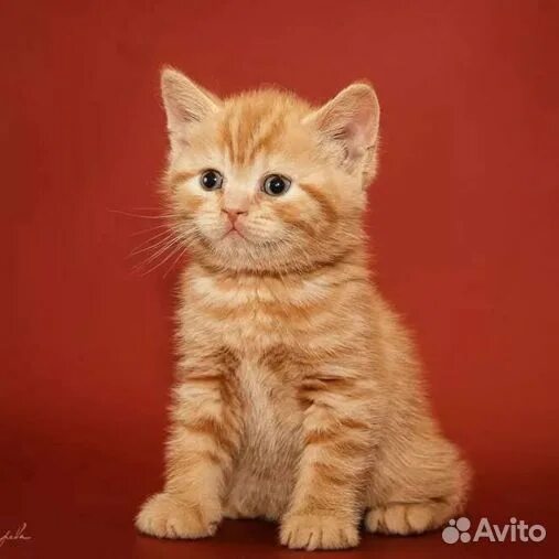 Котенок британец фото 1 месяц рыжий рыжик мальчик - Домашние и сельскохозяйственные животные: купить недорого в Санк