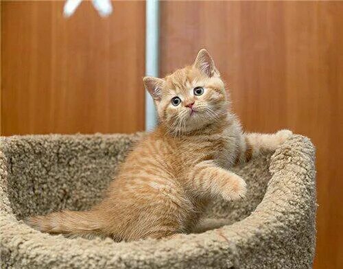 Котенок британец фото 1 месяц рыжий Продаются котята - купить в Ставрополе, цена 2 500 руб., продано 9 марта 2019 - 