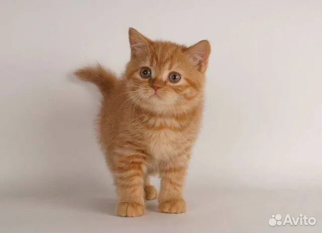 Котенок британец фото 1 месяц рыжий Шотланские Рыжие котята купить в Челябинске Животные и зоотовары Авито