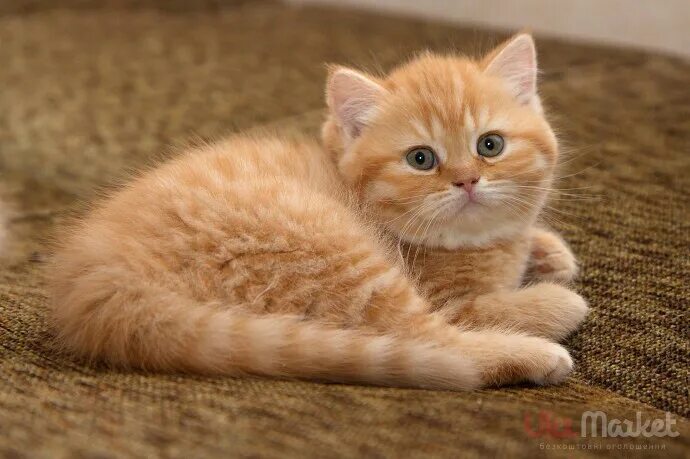 Котенок британец фото 1 месяц рыжий Котята от 2ооо кот на вязку 1500 в Ярославле - Барахолка животные кошки