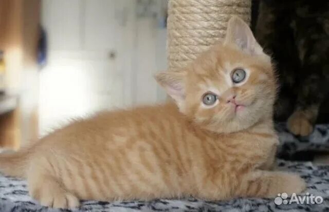 Котенок британец фото 1 месяц рыжий Котята купить в Нижнем Новгороде Животные и зоотовары Авито