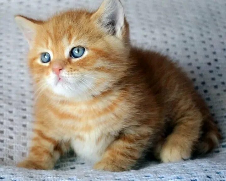 Котенок британец фото 1 месяц рыжий Неактивно