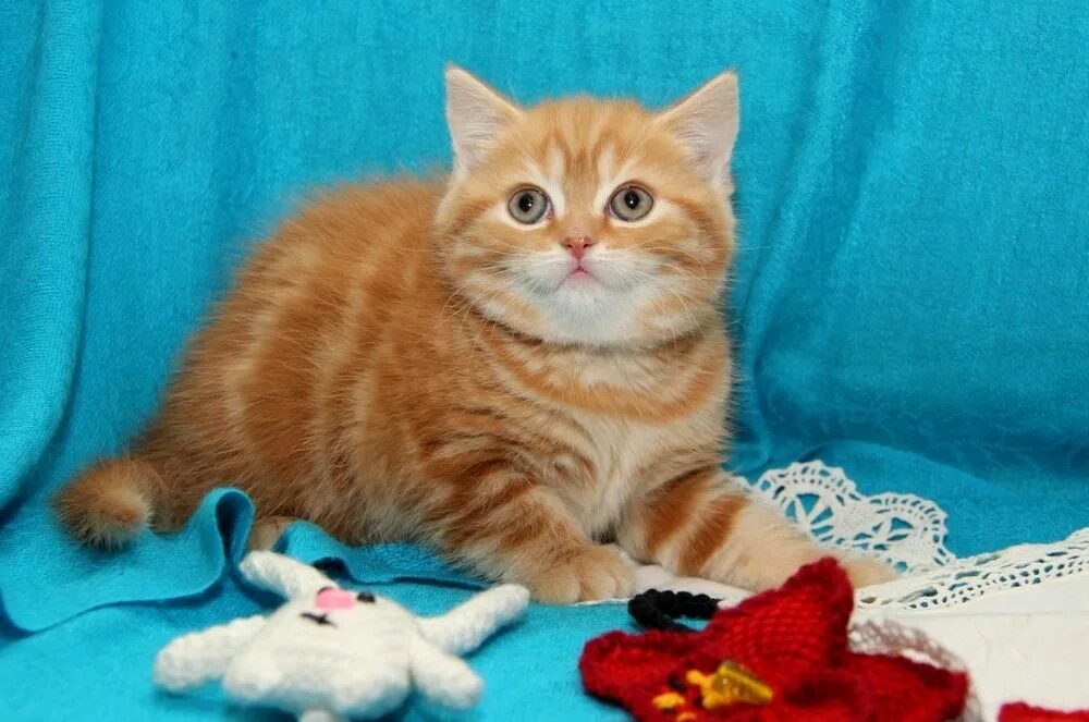 Котенок британец фото 1 месяц рыжий Британские рыжие котята - Доска бесплатных объявлений Mur.tv