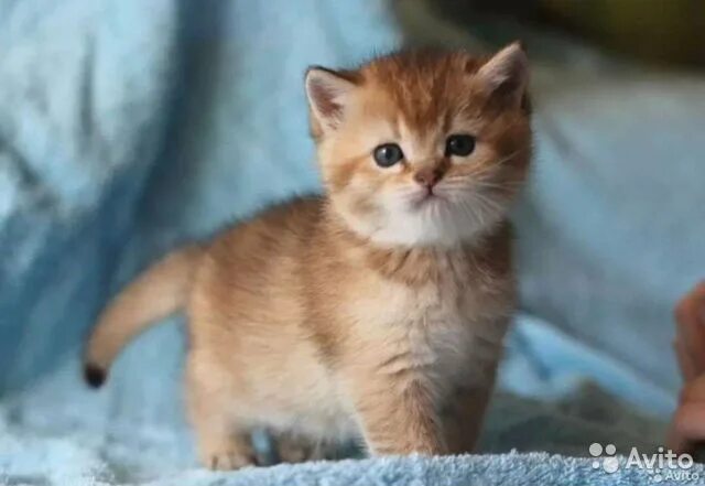 Котенок британец фото 1 месяц рыжий Лисичка в дорогой шубке, золотая шиншилла купить в Орле Животные и зоотовары Ави