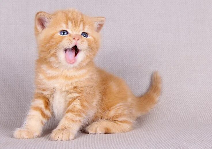 Котенок британец фото 1 месяц рыжий Пин от пользователя Avrtatiana на доске British ❤ ️Cats ❤ Рыжий котёнок, Котенок,