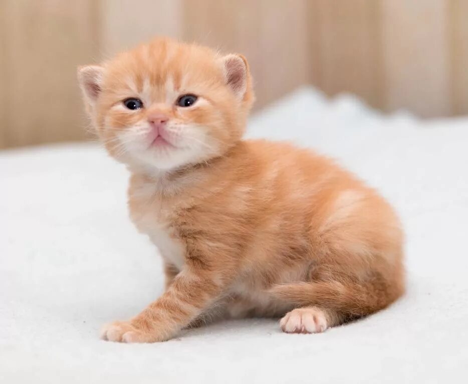 Котенок британец фото 1 месяц рыжий Питомник"Gem Sweet". Любимые британские плюшки! страница 154