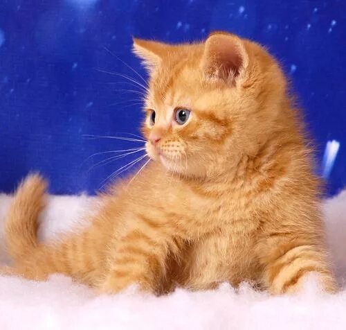 Котенок британец фото 1 месяц рыжий Британские котята редких и классических окрасов купить 30000 руб. № 29991 - птич