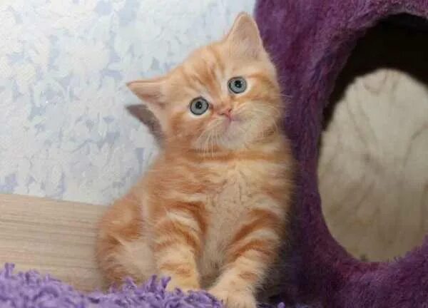 Котенок британец фото 1 месяц рыжий кошки британские - Hayvonlar - OLX.uz