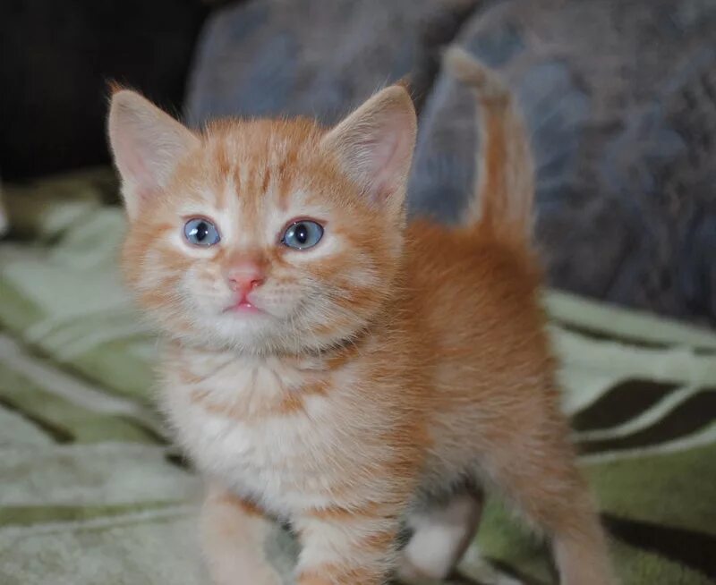 Котенок британец фото 1 месяц рыжий рыженький котёнок - мальчик 1 месяц + 1 неделя - обсуждение на форуме НГС Новоси