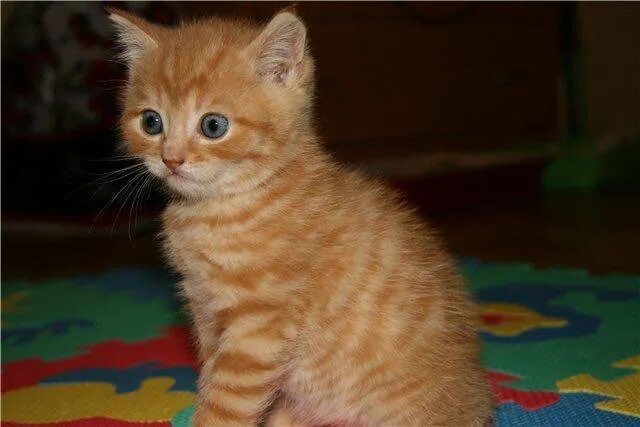 Котенок британец фото 1 месяц рыжий Элитные британцы - купить в Кемерове, цена 3 000 руб., продано 12 января 2018 - 