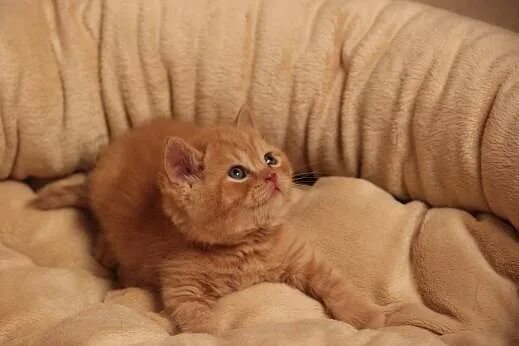 Котенок британец фото 1 месяц рыжий Svetlachok : Питомник британских кошек - Gardoliv Empire. У нас есть котята : Фо