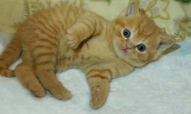 Котенок британец фото 1 месяц рыжий Британская короткошерстная: продажа котят британской короткошерстной, купить кош
