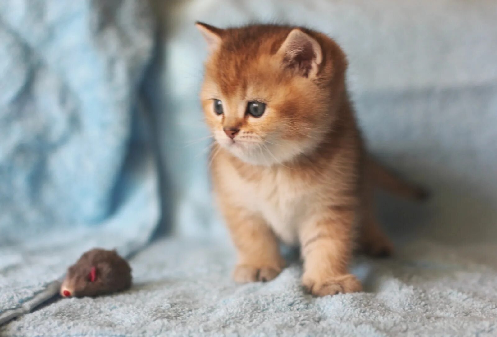 Котенок британец фото 1 месяц рыжий Котенок мальчик британский короткошерстный (британец) черный золотой тикированны