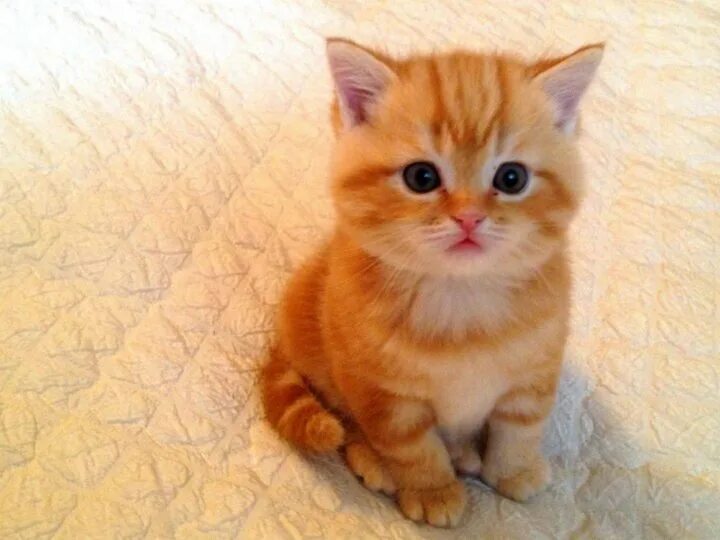 Котенок британец фото 1 месяц рыжий Британские котята в хорошие руки - купить в Курске, бесплатно, продано 28 июня 2