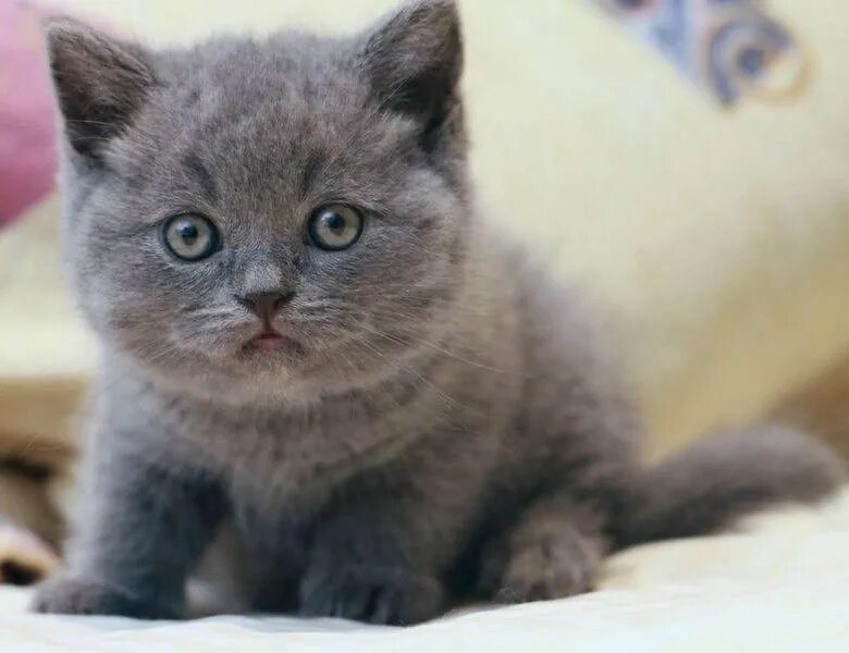 Котенок британец фото цена Британские котята - купить в Йошкар-Оле, цена 1 300 руб., продано 28 июня 2019 -