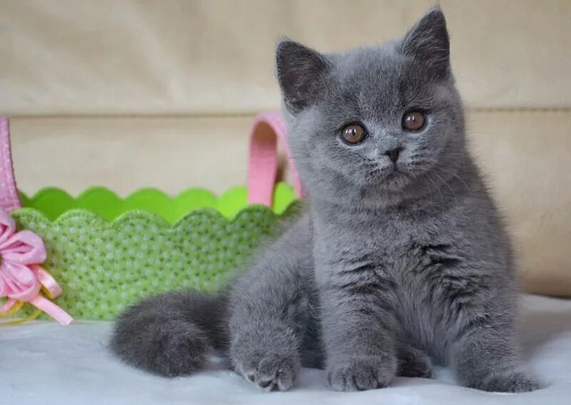 Котенок британец фото цена Фотогаллерея наших выпускников (котят) Британские короткошерстные кошки