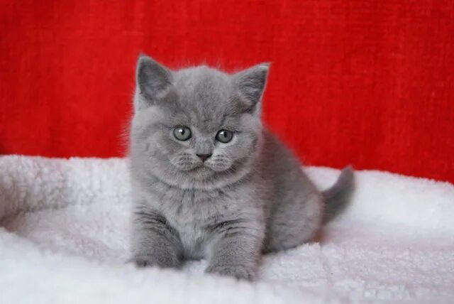 Котенок британец фото цена чистокровные британские голубые котята