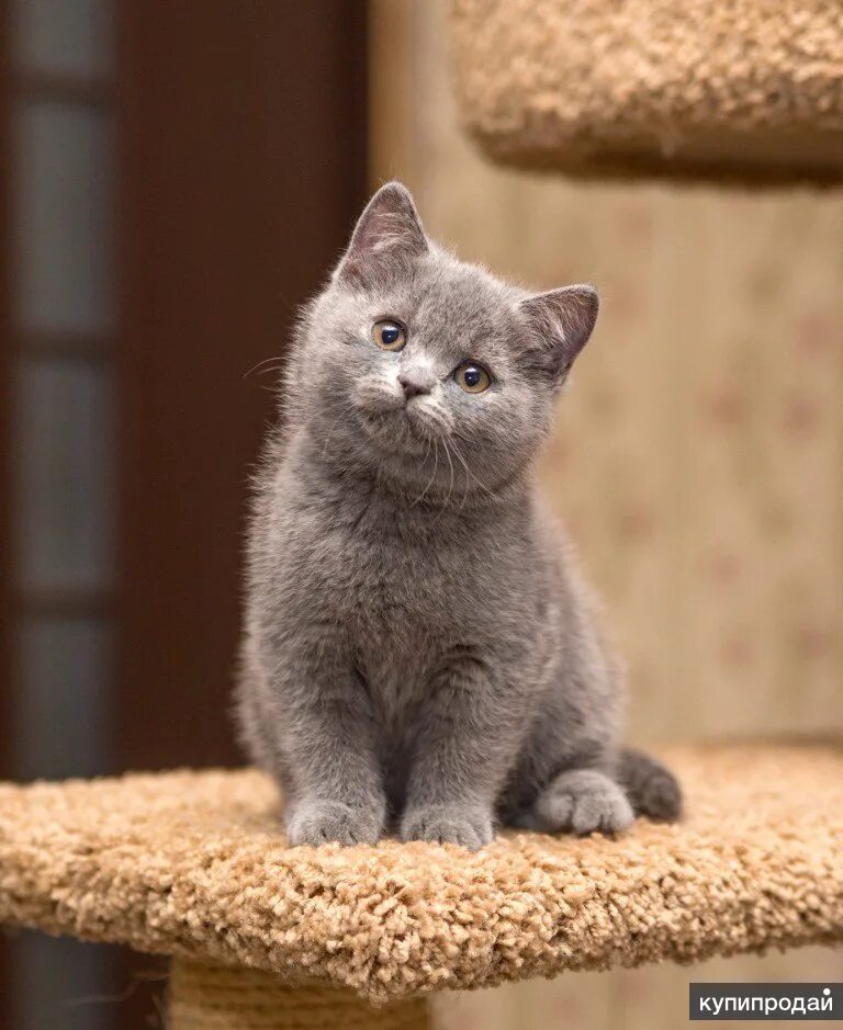 Котенок британец фото цена Возьму котёнка бесплатно (1-4 мес) в Мытищах
