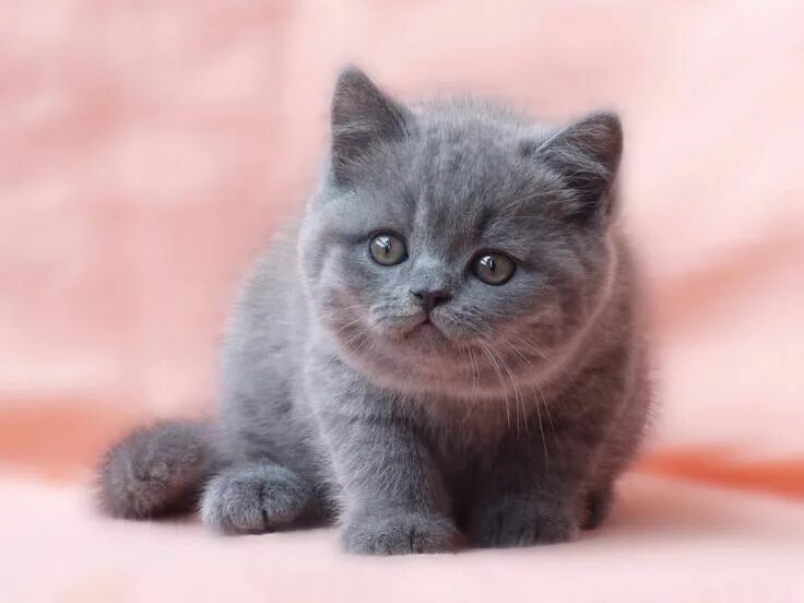 Котенок британец фото цена Adorable Gray Kitten on Pink Blanket