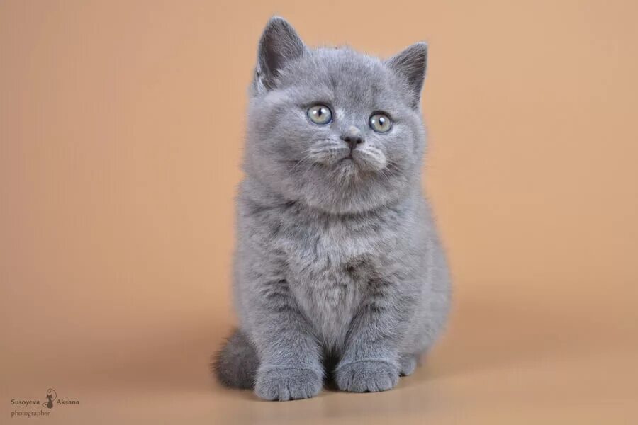 Котенок британец фото цена Лиловые, голубые, черепаховые, кремовые британцы, фото, цена