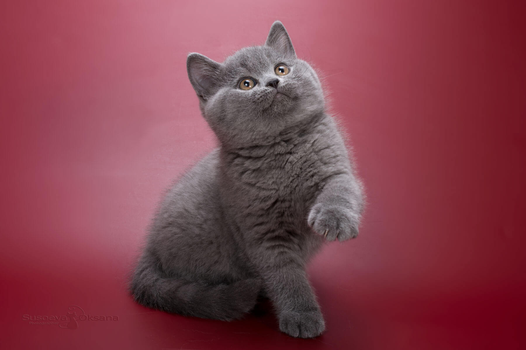 Котенок британец фото цена Британские голубые котята, кошка Xelga, помёт от 28.10.2021