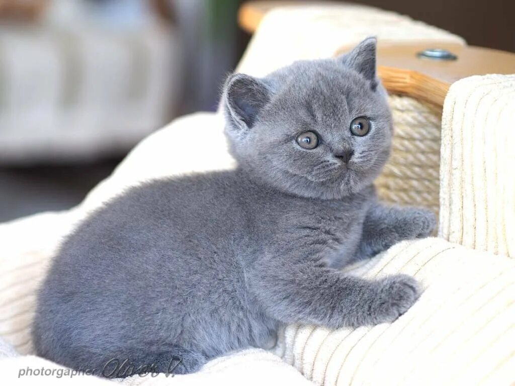 Котенок британец фото цена Сколько стоит британский котенок Британские котята GALA-CAT Дзен