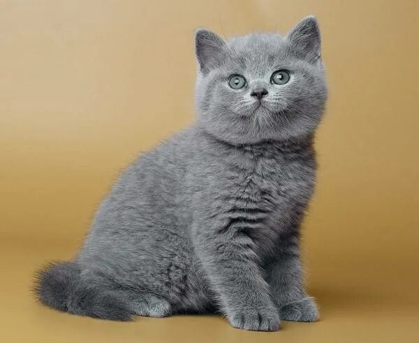 Котенок британец фото цена Чем кормить британского котенка, корм для британских котят