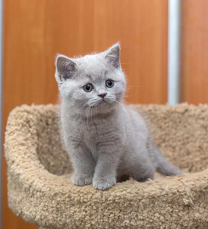 Котенок британец фото цена Баксик : Питомник"Gem Sweet". Любимые британские плюшки! : Фотографии домашних п
