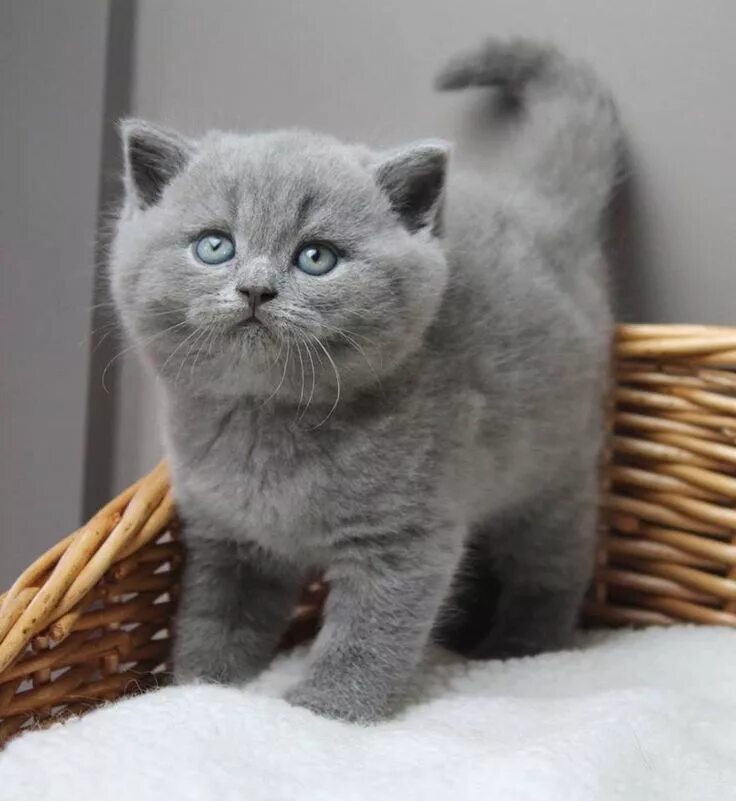 Котенок британец фото цена Pin af Лашин Андрей på Британцы Katte, Dyr