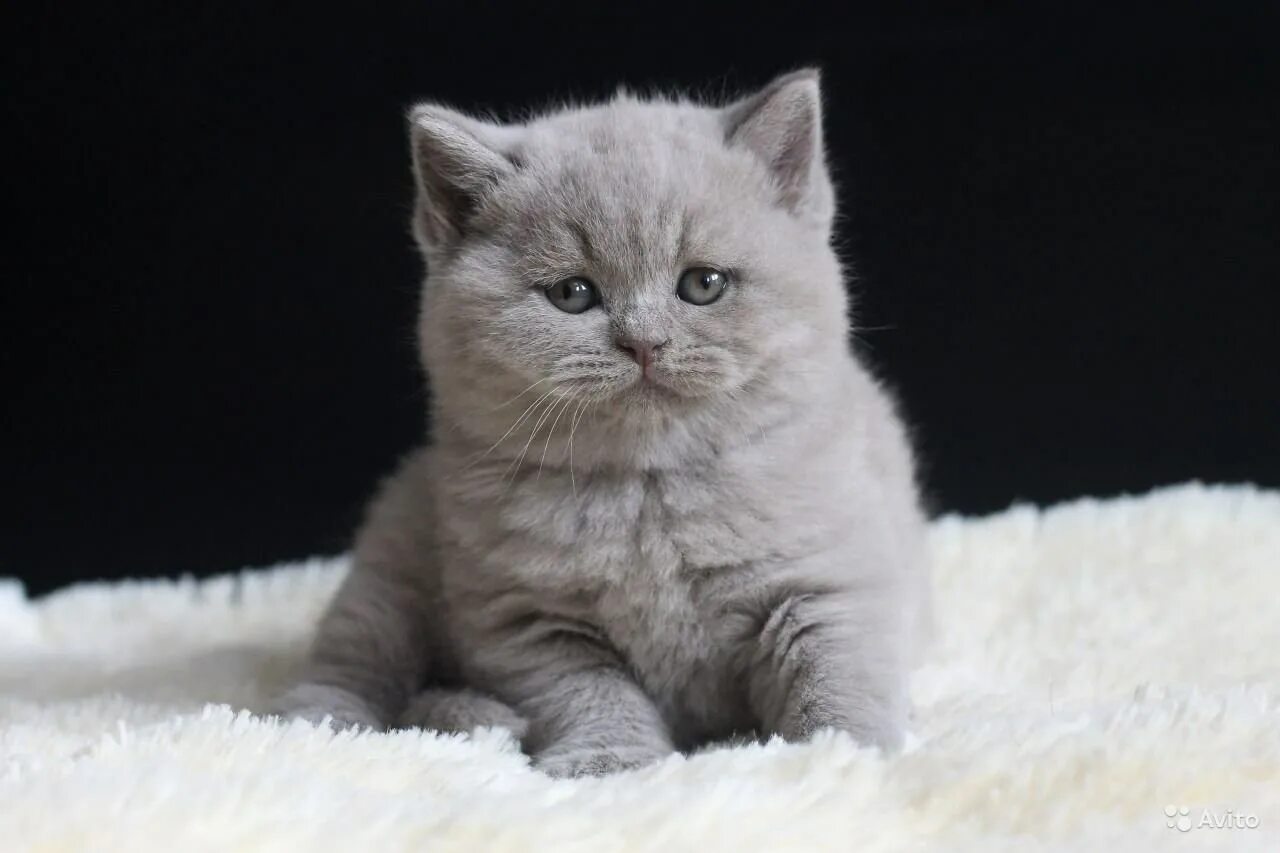 Котенок британец фото цена Британец пушистый серый - картинки и фото koshka.top