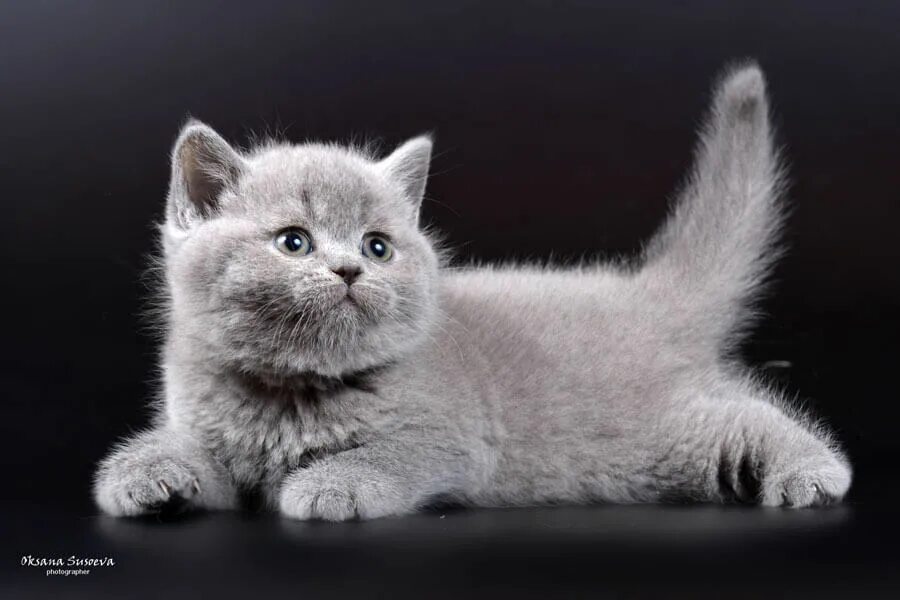 Котенок британец фото цена Котята британцы лиловые и голубые окрасы, фото, стоимость.
