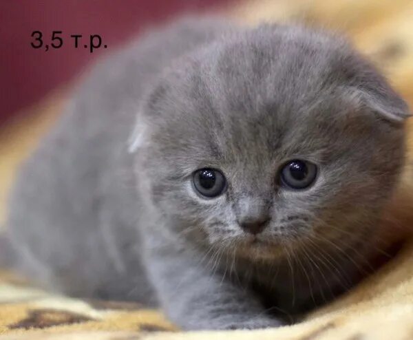 Котенок британец вислоухий фото Луг.722 251 675 Шикарная вислоухая девочка, очень красивая уши хорошо прижаты, д