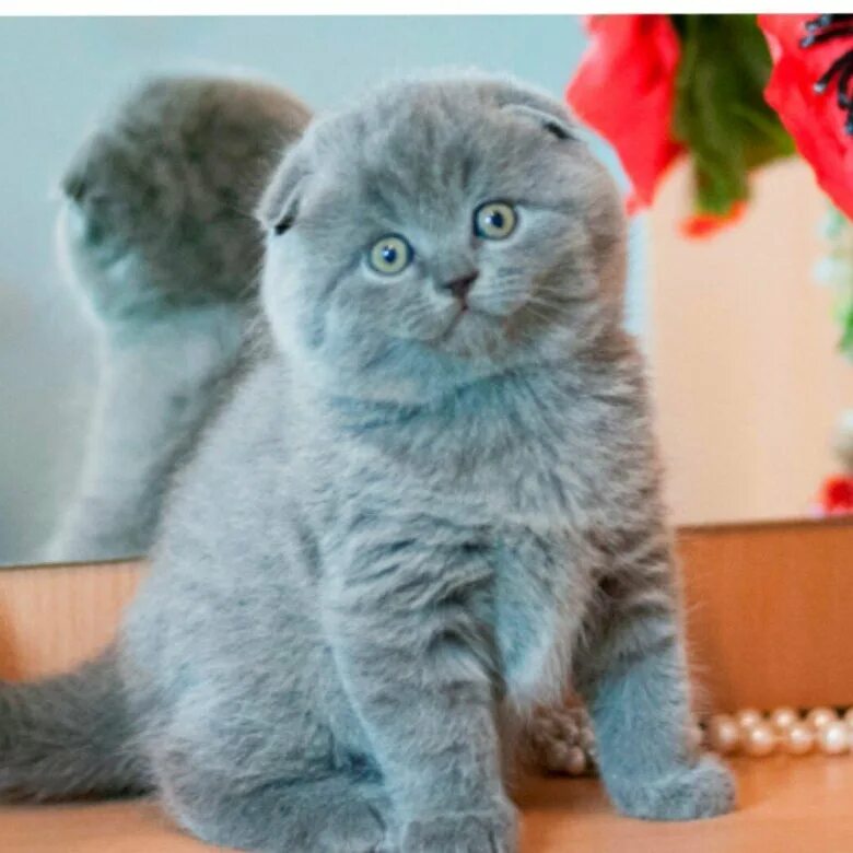 Котенок британец вислоухий фото Шотландские вислоухие котята - купить в Волгодонске, цена 3 000 руб., продано 3 