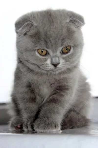 Котенок британец вислоухий фото Кто-нибудь отдаёт или продаёт такого котёнка Подслушано САРОВ