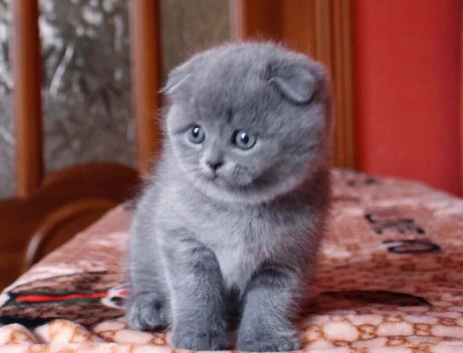 Котенок британец вислоухий фото вислоухие котята - купить с рук, город Санкт-Петербург