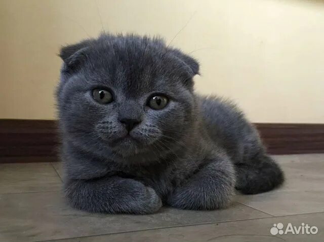 Котенок британец вислоухий фото Прелестные вислоушки купить в Ростове-на-Дону Животные и зоотовары Авито