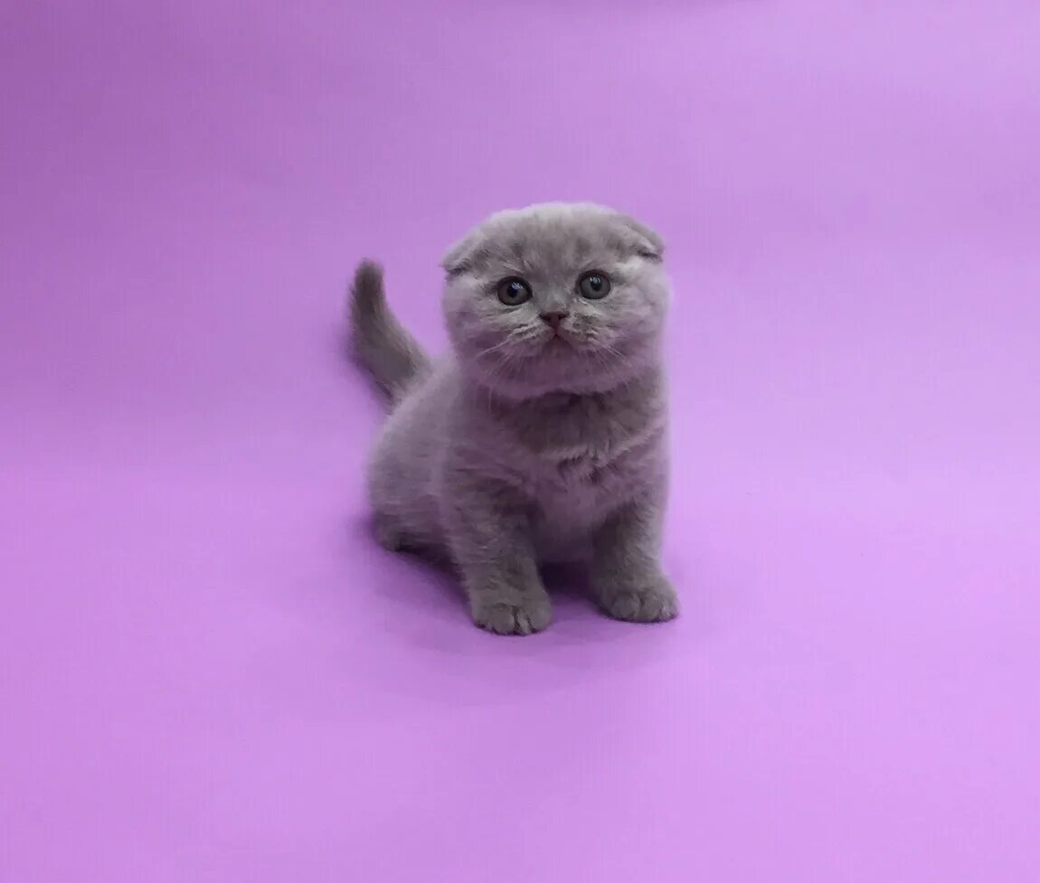 Котенок британец вислоухий фото Шотландская вислоухая девочка