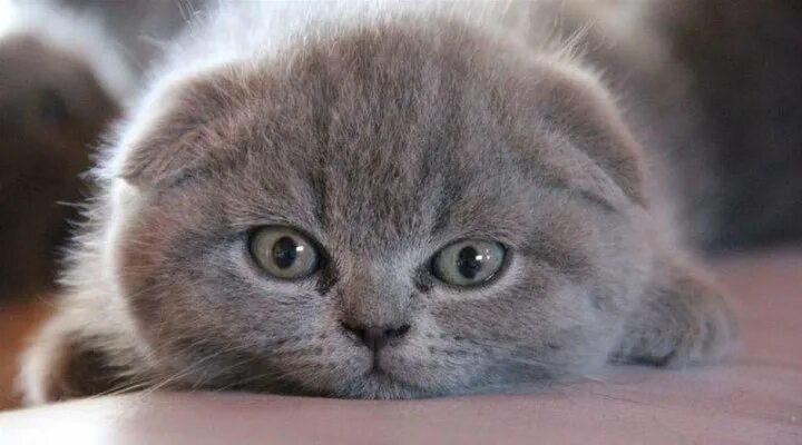 Котенок британец вислоухий фото Шотландская кошечка - купить в Краснодаре, цена 1 500 руб., продано 21 июля 2017