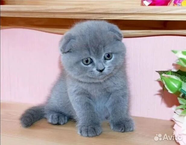 Котенок британец вислоухий фото Шотландская вислоухая девочка купить в Екатеринбурге Животные и зоотовары Авито
