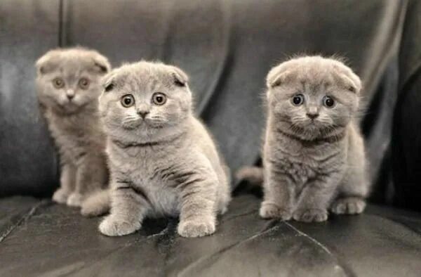 Котенок британец вислоухий фото Британский вислоухий кот: фото, описание породы