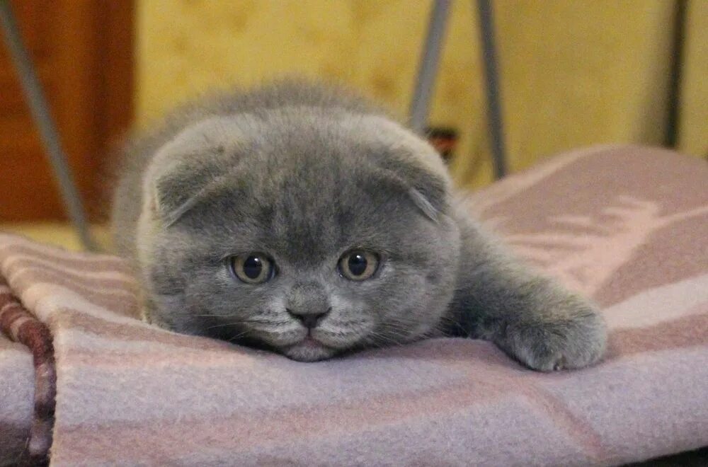 Котенок британец вислоухий фото а районе - Кошки Алматы - OLX.kz