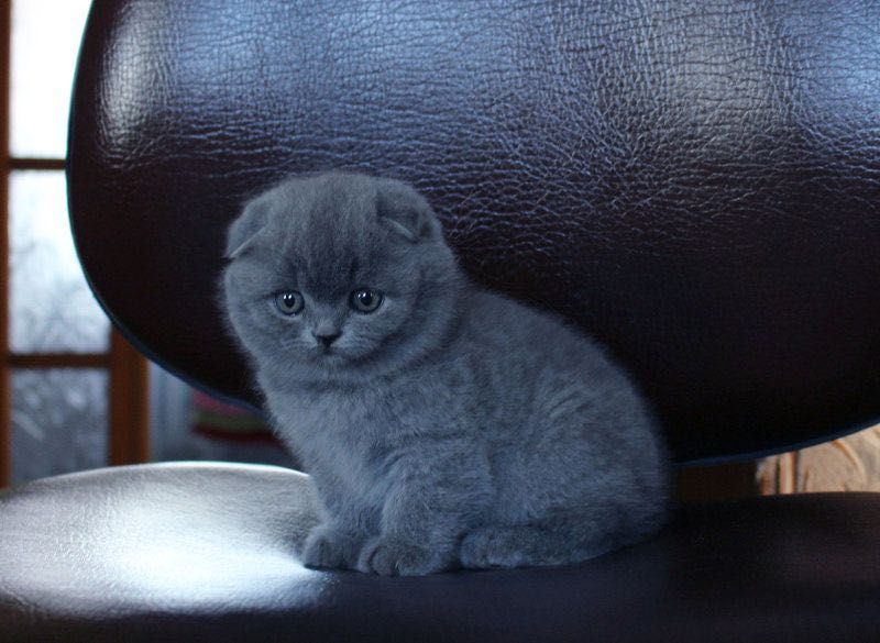 Котенок британец вислоухий фото Продам шотландских вислоухих и прямоухих котят: 65 000 тг. - Кошки Астана на Olx