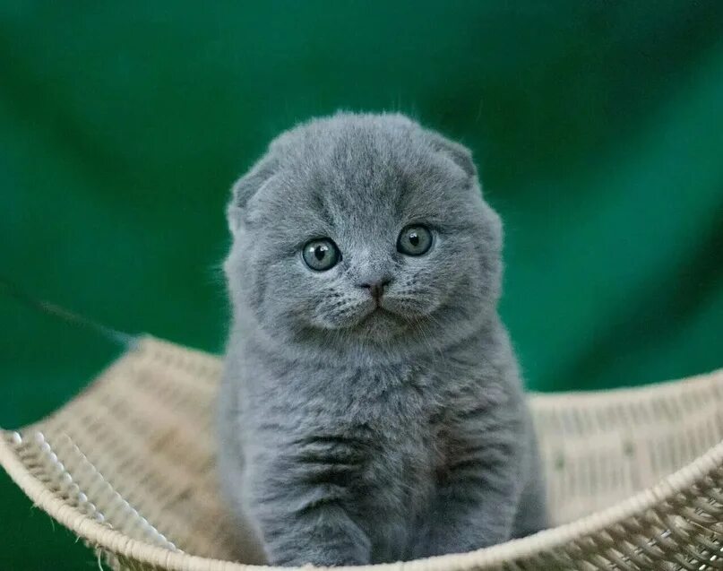 Котенок британец вислоухий фото Возьму в добрые руки вислоухого котенька(мальчика). Отпишусь сам. Анон 2023 Богу
