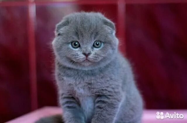 Котенок британец вислоухий фото Вислоухие котята голубые, колорные, серебряные,мра купить в Санкт-Петербурге Жив