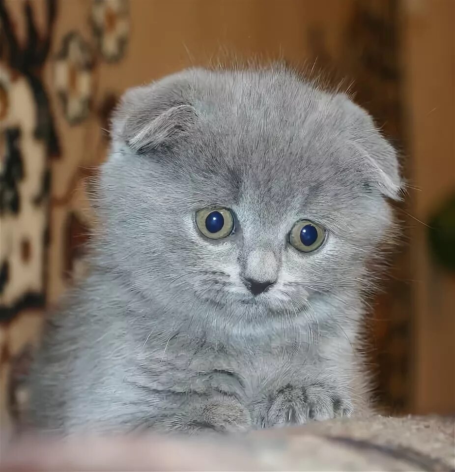 Котенок британец вислоухий фото Ответы Mail.ru: Вопрос к владельцам котов-британцев