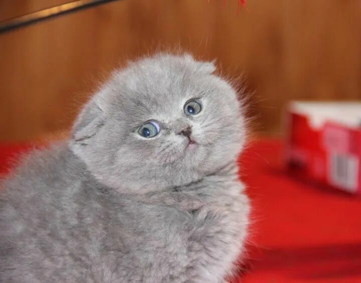 Котенок британец вислоухий фото Шикарные фолды - купить в Красноярске, цена 4 000 руб., продано 29 октября 2019 