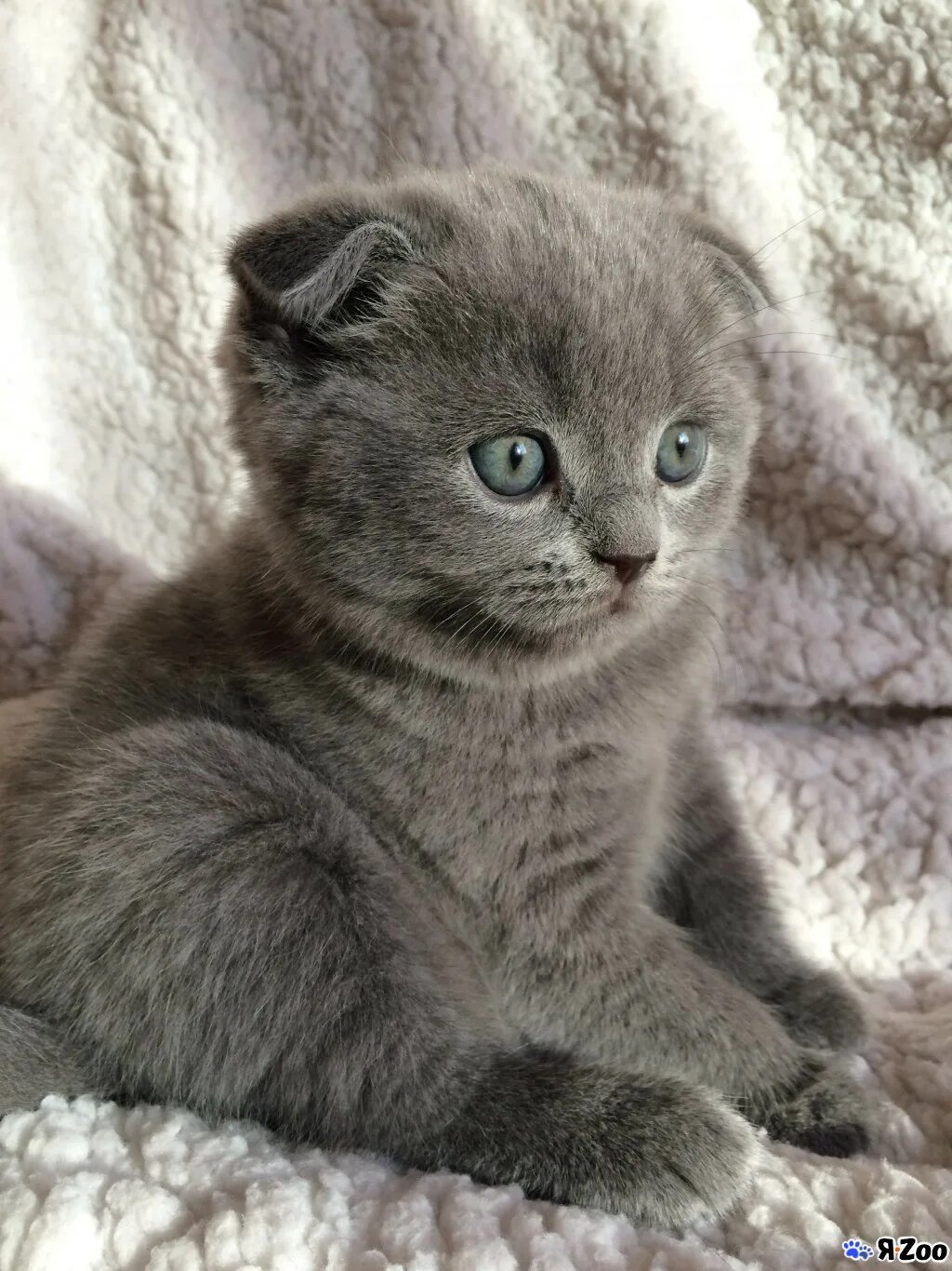 Котенок британец вислоухий фото Шотландские котята голубого окраса - продаю кота в Москве за 15000 ₽ на ZooYa.ru