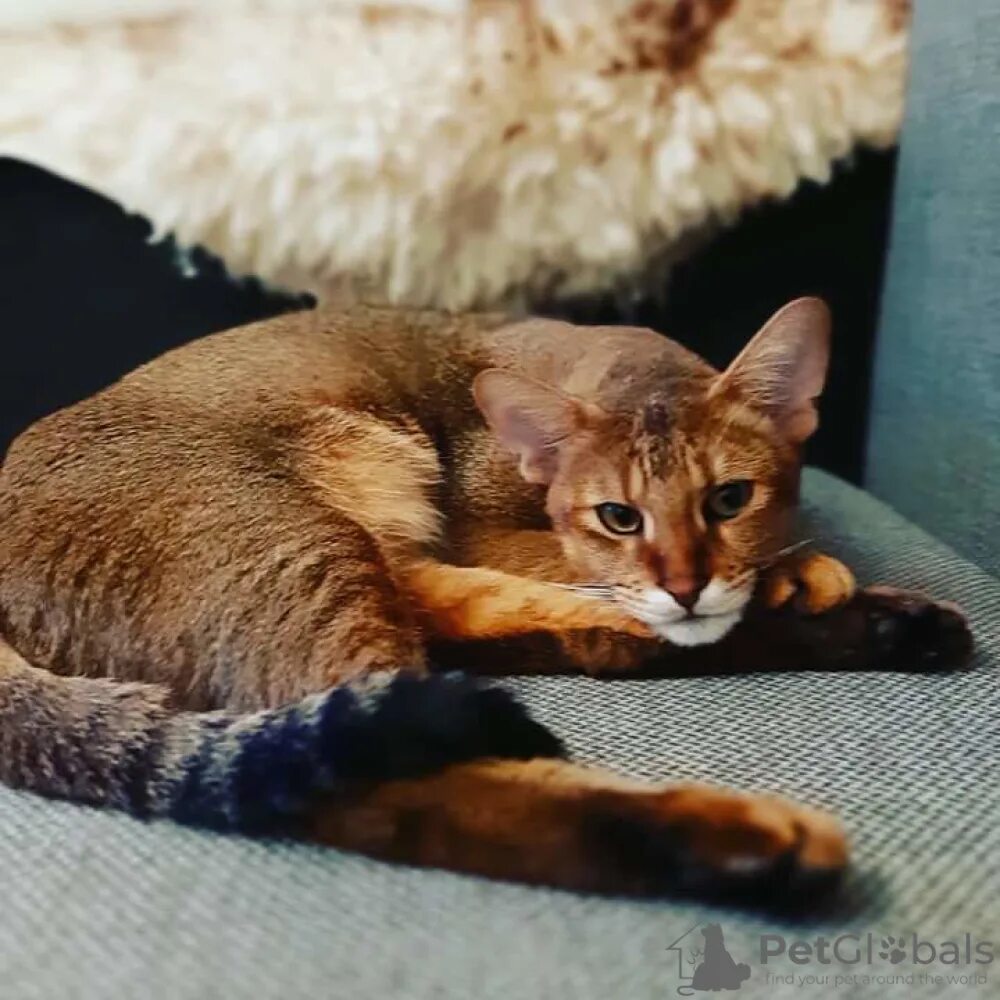 Котенок чаузи фото chausie price Online Shopping